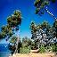 pins maritimes de la c�te d'azur